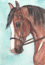 ACEO original Watercolor Art Card HORSE loose mane bay Arabian mare bridled