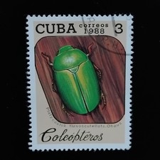 Emerald Colored beetle (Platycoelia Flavoscutellata).Insects.Animals.Fauna.Cuba