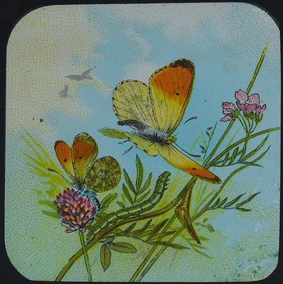 SCHMETTERLINGE MOTTEN & RAUPEN NR3 Magic Lantern Slide um 1910 LEPIDOPTEROLOGIE