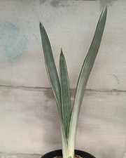 Real Picture Sansevieria Laurentii Golden Street Rare Uniqe Snake Plant