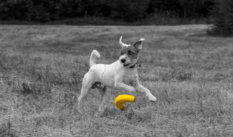Giocattolo Morbido per Cani in Lattice E Banana, Grande - Immagine 2 di 4