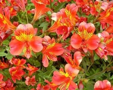 Alstroemeria Flower Hybrid Quality Bulbs Home Gardening Pack of 2 orange