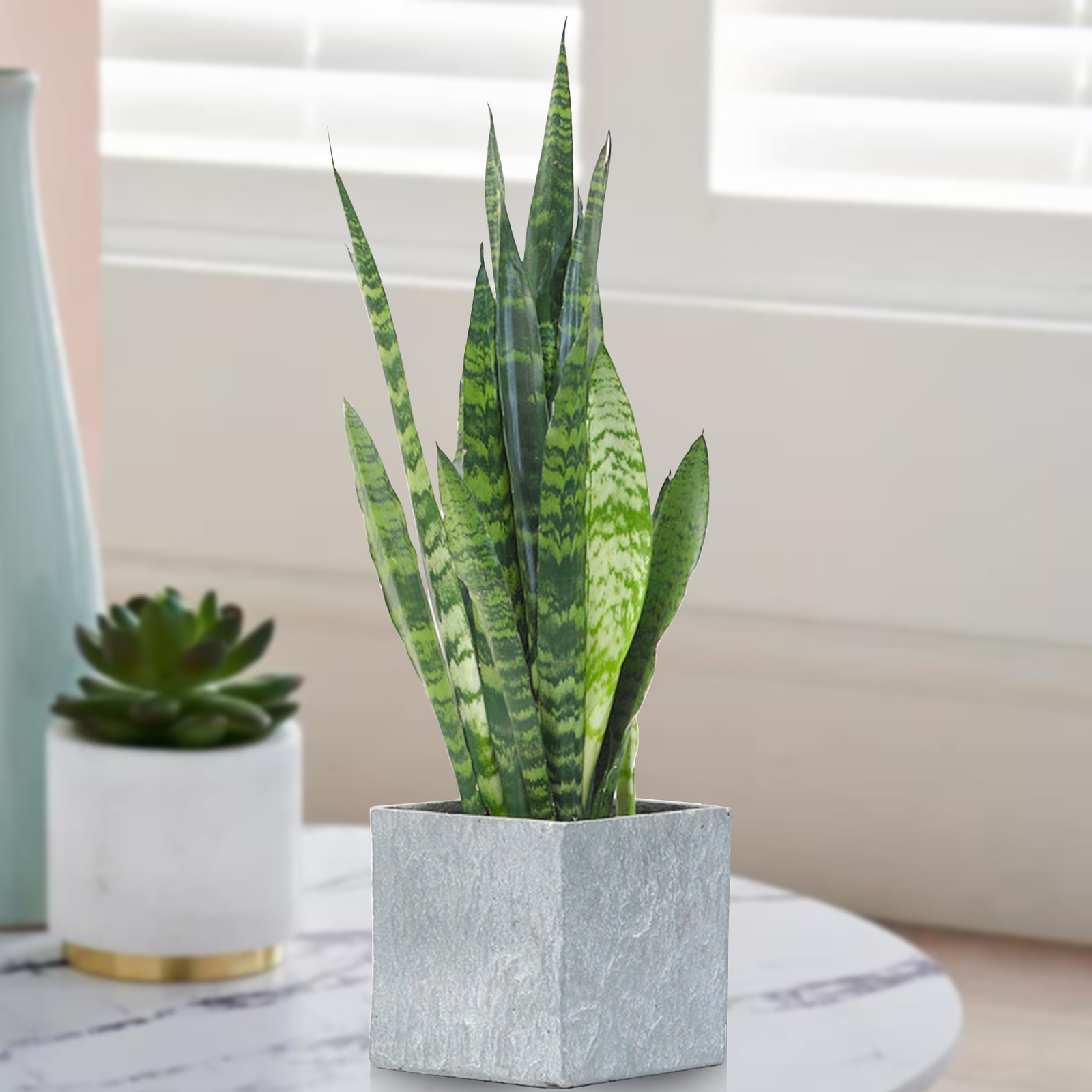 Sansevieria Black Coral | 30-40cm Potted Houseplant | Best Indoor Plants