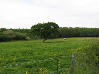 Photo 6x4 Two ponies and a tree Streat I got the impression that the poni c2009