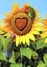 You Are My Sunflower - Tree Free Greeting Card - 14345