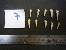 052.26 L - SCALA GALLICA - LOT N°07 X 10 - FOSSILE DU BASSIN PARISIEN