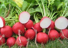 300 Radish Seeds Cherry Belle Radish Raphanus Sativus Non-GMO Vegetable USA