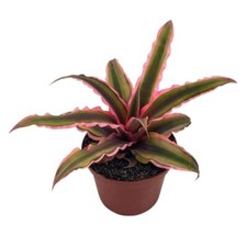 Cryptanthus Bivittatus, 2 inch, Pink and Green Variegated, Earth Star Bromeliad,