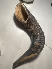 Ram Horn Blowing Shofar Synagogue Prayer 9-10inch