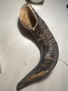 Ram Horn Blowing Shofar Synagogue Prayer 9-10inch