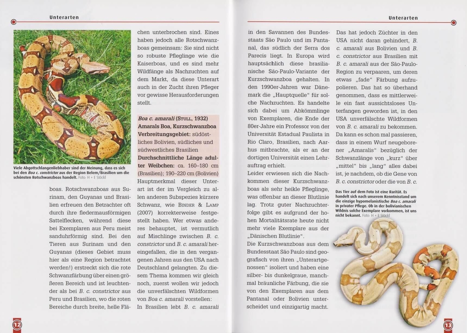 Thumbnail - Die Abgottschlange - Boa Constrictor Hermann Stöckl 9783866590793