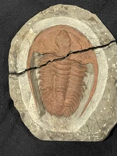 Trilobite Fossil Very Rare Cambrian 5 Inch + Myopsolenus Broken, Shows It's Real