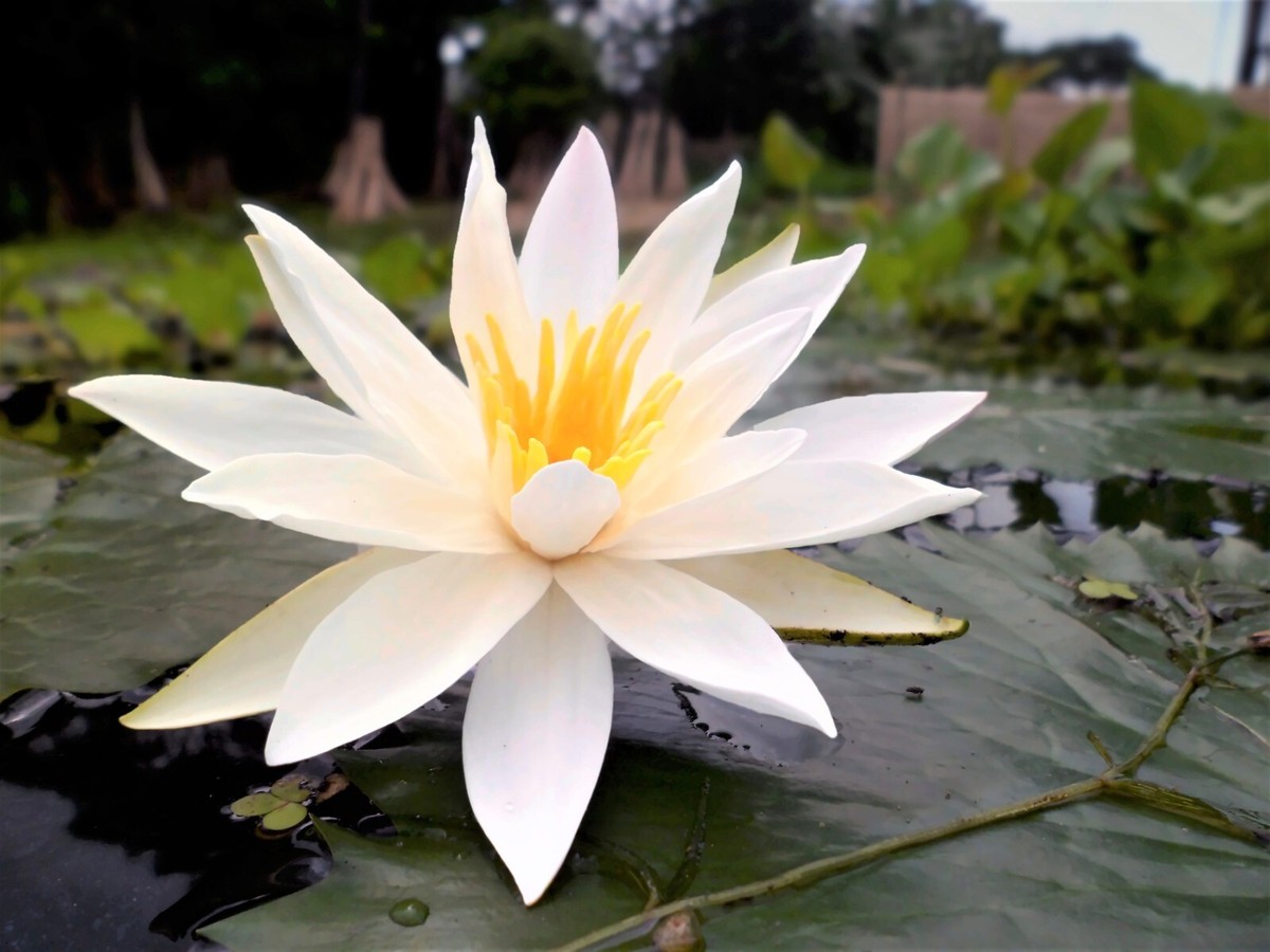 Nymphaea Pubescens White 15 Seeds, Hairy Water Garden Lily For