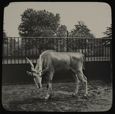 ANTIQUE Magic Lantern Slide ELAND ANTELOPE IN AN ENCLOSURE C1900 PHOTO ZOO