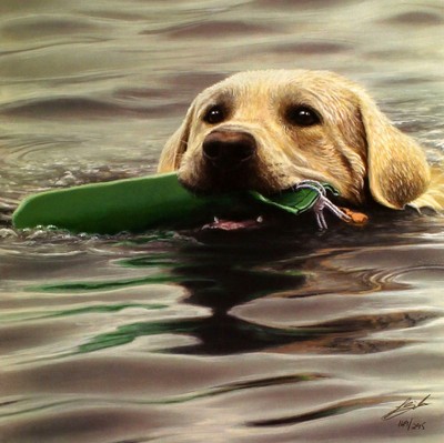 silver golden retriever