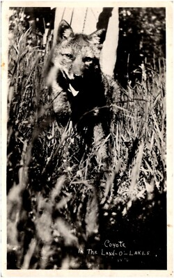 #ad #ad Coyote in the Land O Lakes Wisconsin WI Smiling Pup 1934 RPPC Postcard Photo $4.99