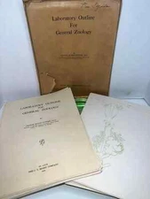 Vintage science Medical dissection templates 1939