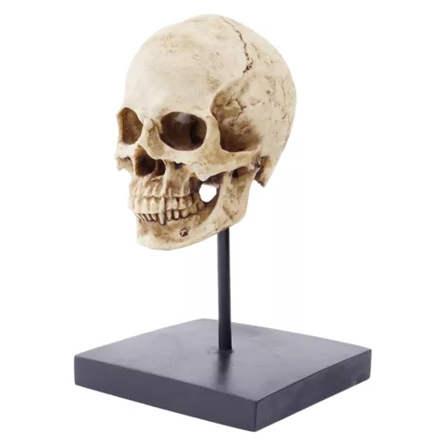 Menschlicher Totenkopf Kopf Halloween Horror Dekoration Grusel Figur Realistisch Statue - Bild 2 von 7