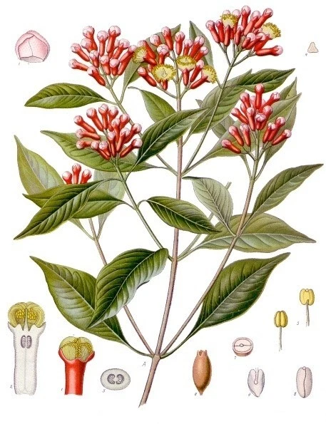 Huile essentielle de Girofle (Clous de) - Syzygium aromaticum - Photo 2/4