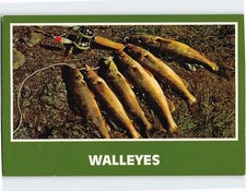 Postcard Walleyes