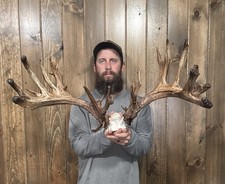 Dark Wide Freak 243 Whitetail Skull Cap 32pt Antler Horn Deer Mount Rack