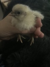 Zombie Chicken Hatching Eggs – Cemani x White Leghorn – Auto-Sexing – 6 Eggs