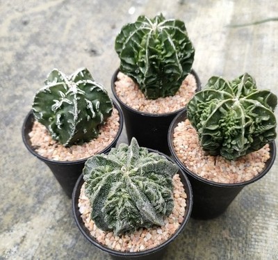 2PCS Astrophytum myriostigma Fukuryu cactus Plants Garden Decoration 3-4cm
