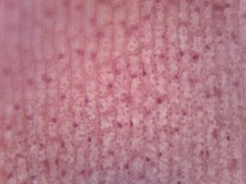 Chloroplasts - Prepared Microscope Slide - 75x25mm - Eisco Labs