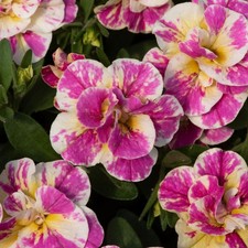 6 Trailing Calibrachoa Double Pink Splash Million Bells Basket Patio Plug Plants