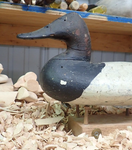 Will Heverin  (1860-1951) Canvasback Drake Decoy