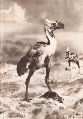 PHORORHACOS Prehistoric Bird 20-13 mya Sepia Art Print 8x12'' By Z Burian 1963