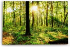 120x80cm Wandbild Wald Bäume Sonnenschein Grün Natur Sonnenstrahl