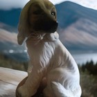 Porcelain Figurine Afghan Hound ( Vintage c1980's Harvey Knox (Hhh)