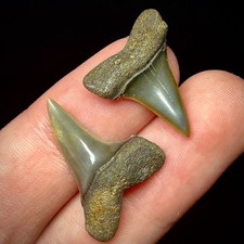 Shortfin Mako Shark Teeth (Isurus desori) .81 - .97