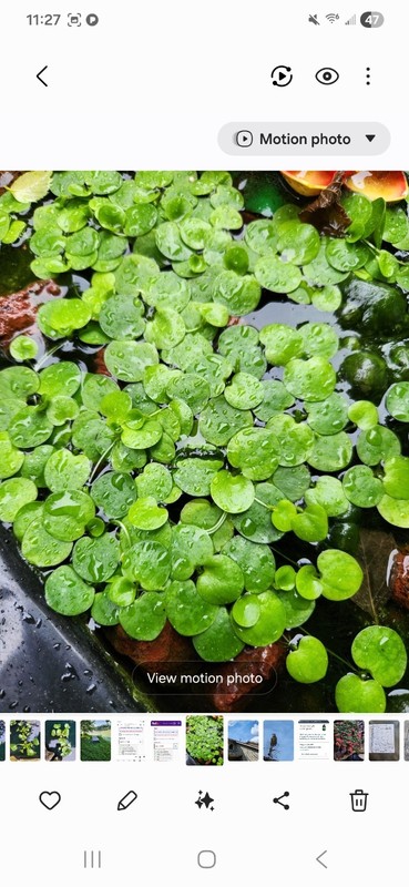Amazon Frogbit Live Floating Plants for Aquarium 20 Pieces