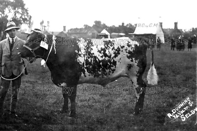 xpp-94 First Prize Bull, Escrick & District Agricultural Show, Yorkshire. Foto