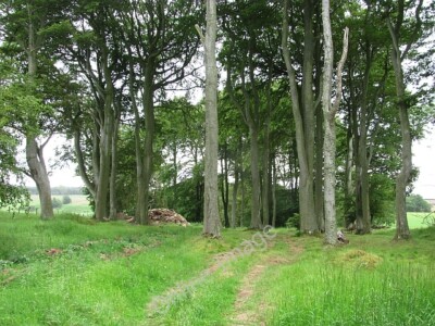 Photo 6x4 Slegden Strip Greenlaw/NT7146 Mature beeches in a stripwood. T c2011
