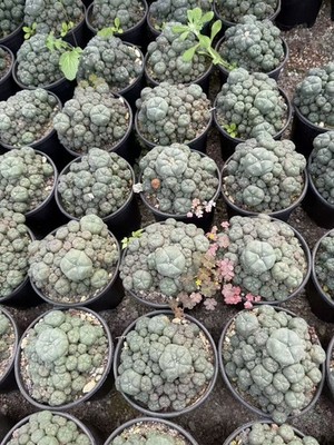LW Succulent Cactus Plant homeGarden decoration beautiful CactusPlants 11-13CM