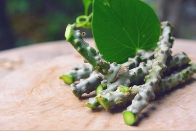 Giloy Fresh Stems for Herbal Tea  10 Neem Guduchi Cuttings for Wellness