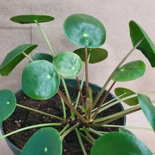 Pilea Peperomioides – Chinese Money Plant – Easy Care Indoor Houseplant 3” Pot
