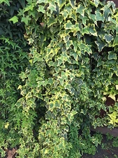 Organic Live California USA Variegated Ivy Cuttings