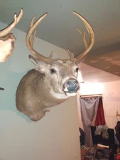 Beautiful Upstate NY  Bull Whitetail Buck Sholder Taxidermy  Mount 