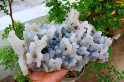 CHALCEDONY CORAL Format On Matrix Minerals Specimen