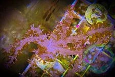 SAF~ “WYSIWYG” Kenya Tree Frag, LPS, SPS, Soft Coral Colony, Leather