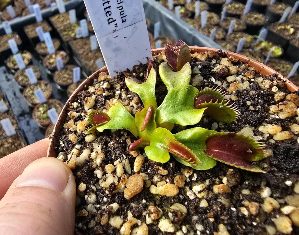 Dionaea muscipula "Flat Spotted", fleischfressende Pflanzen, Venusfliegenfalle - Bild 1 von 1