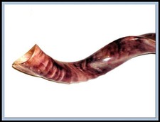 New Kudu Yemenite HORN SHOFAR Polished Kosher Music From Israel Judaica all size