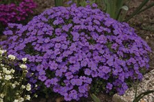6x  Aubretia Audrey F1 Purple Shades Well Rooted Plug Plants