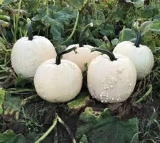 10 Warty White Specter Pumpkin Seeds