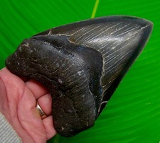 5.95” MEGALODON SHARK TOOTH  Real Fossil No Restorations Sharks Teeth