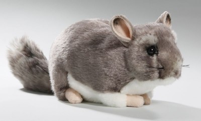 chinchilla teddy